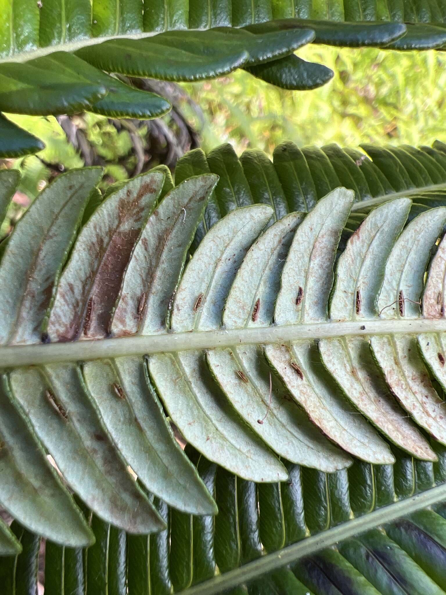 Image of Long-Leaf Plume Fern