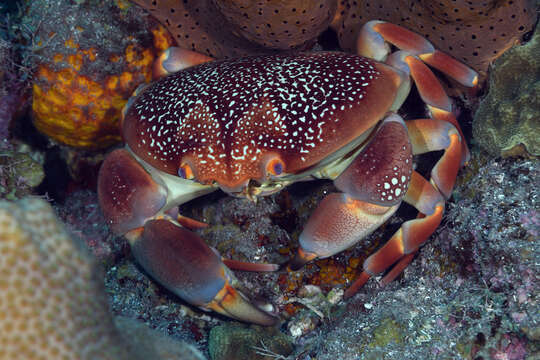 Image of batwing coral crab