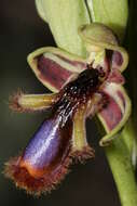 صورة Ophrys speculum subsp. regis-ferdinandii (Acht. & Kellerer ex Renz) Soó