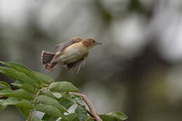 Image of Foxy Cisticola