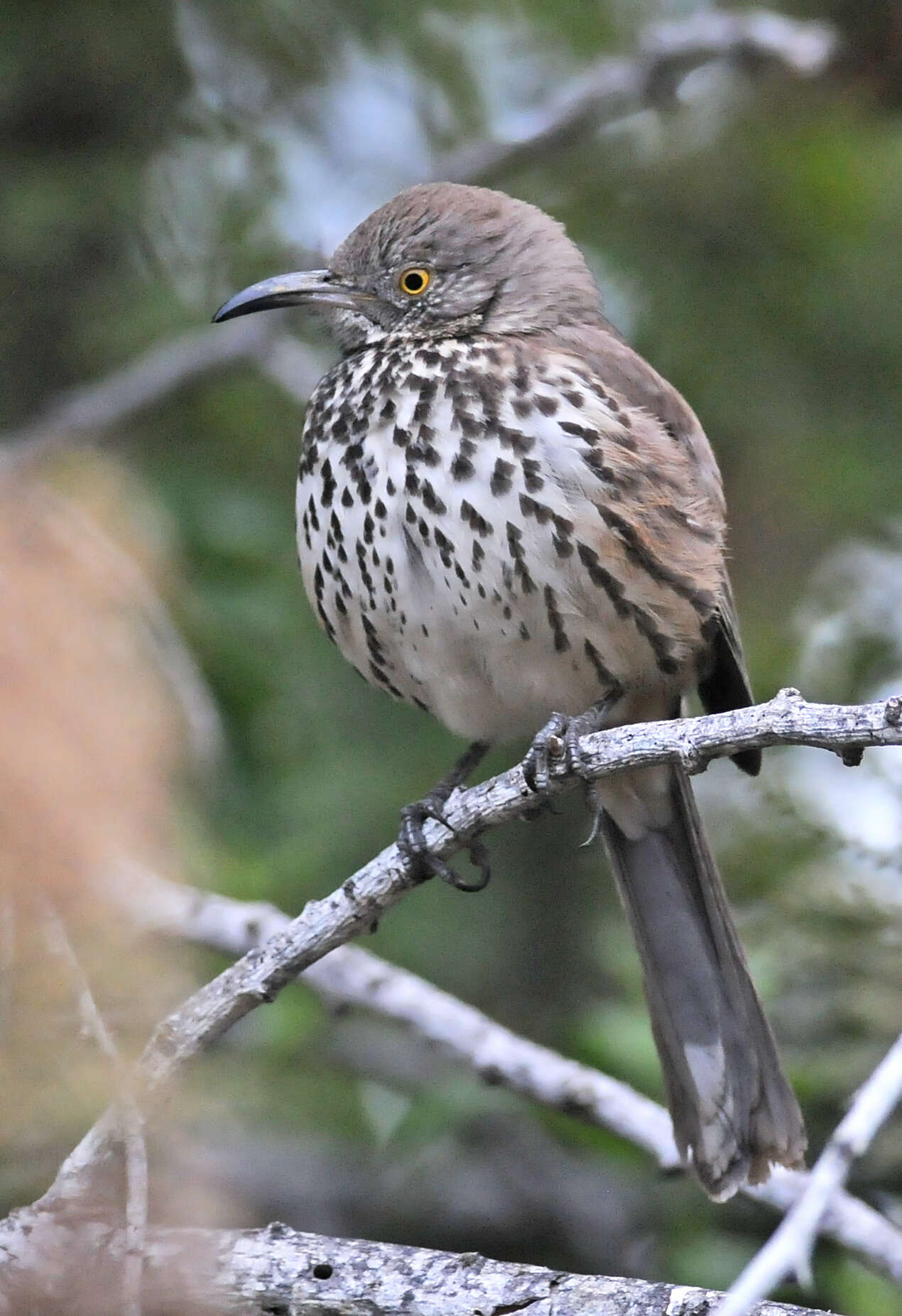 صورة Toxostoma cinereum (Xántus 1860)