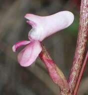 Image of Disa aconitoides subsp. aconitoides