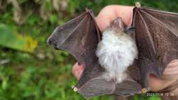 Image of disc-winged bats