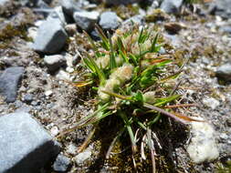 Image of Poa lepidula (Nees & Meyen) Soreng & L. J. Gillespie