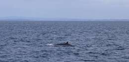 Image of Bryde's whale