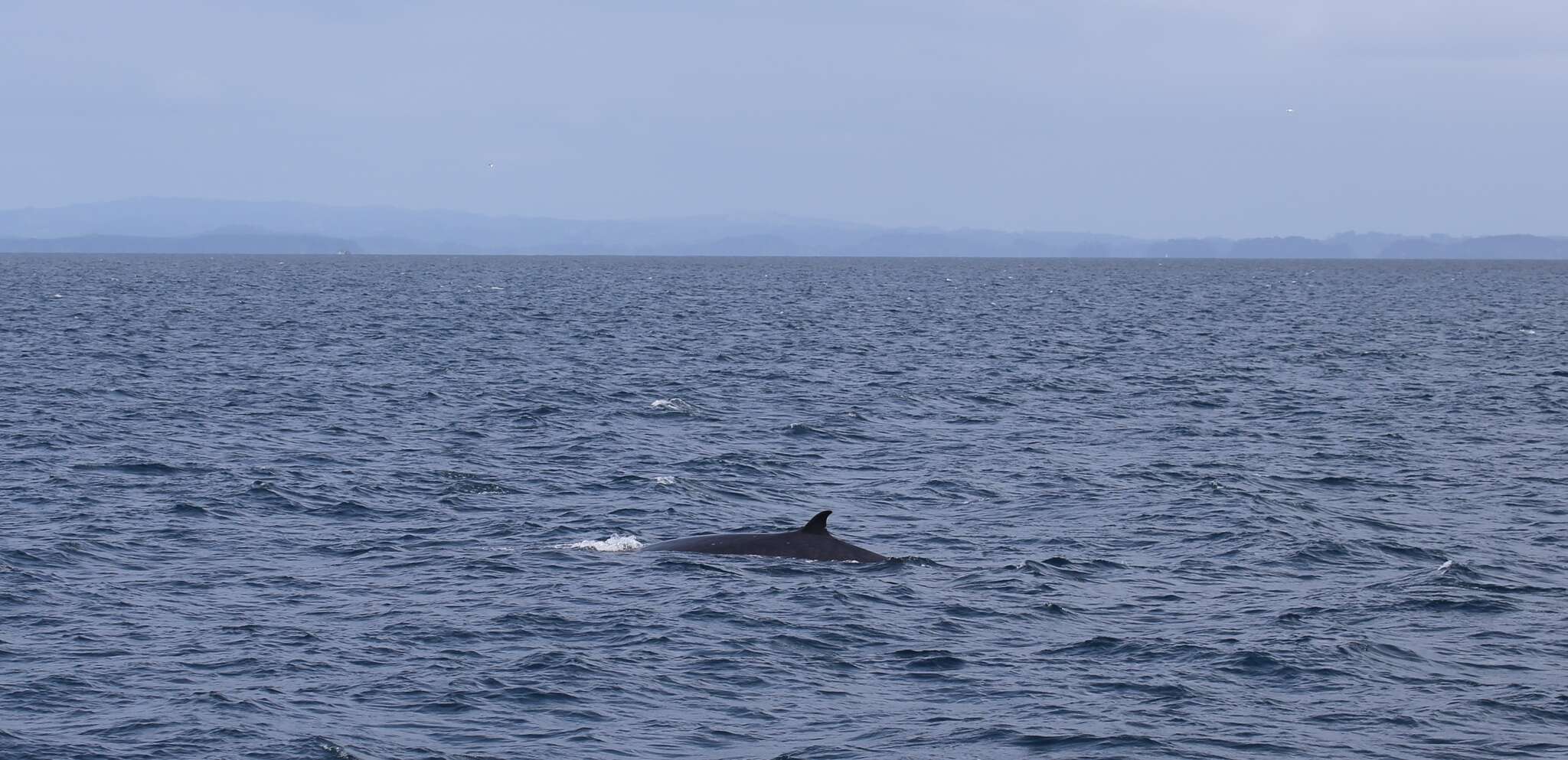 Image of Bryde's whale