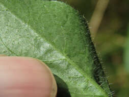 Image of rough hawkweed