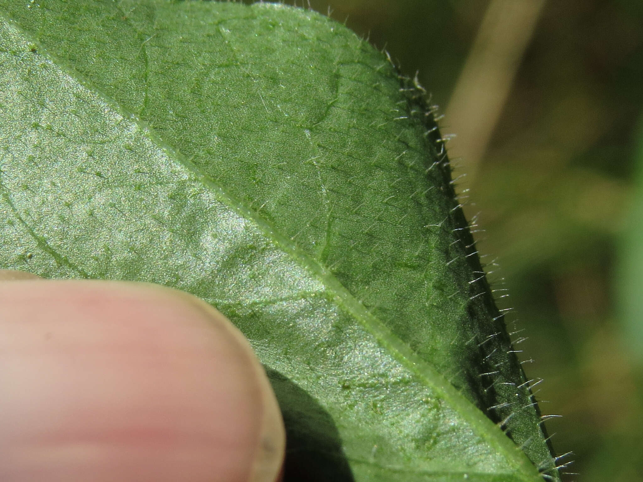 Image of rough hawkweed