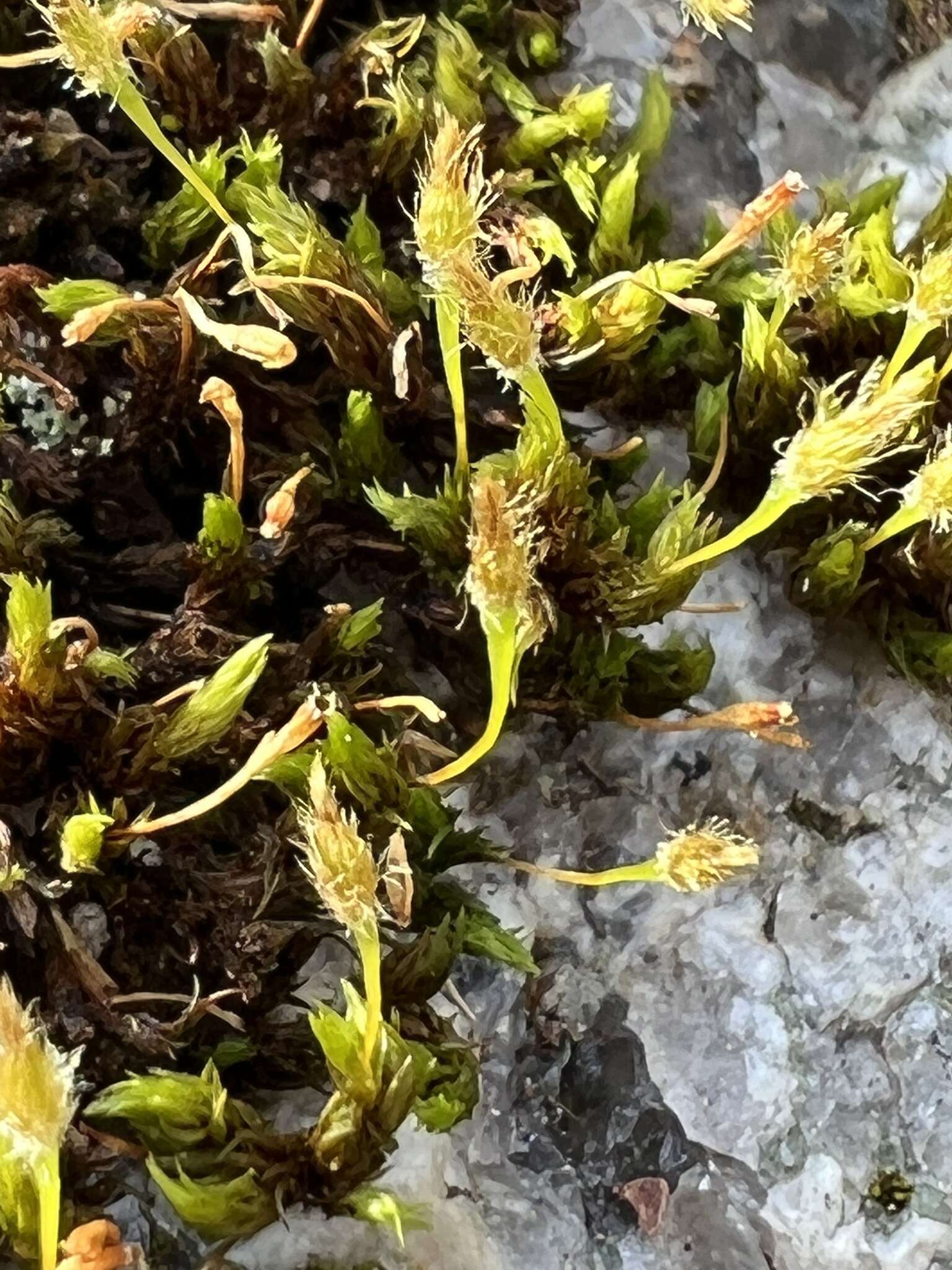 Image of Hutchins' ulota moss