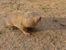 Image of Giant Mole-rat