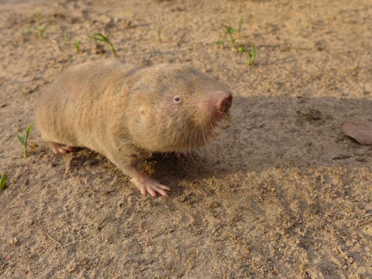 Image of Giant Mole-rat