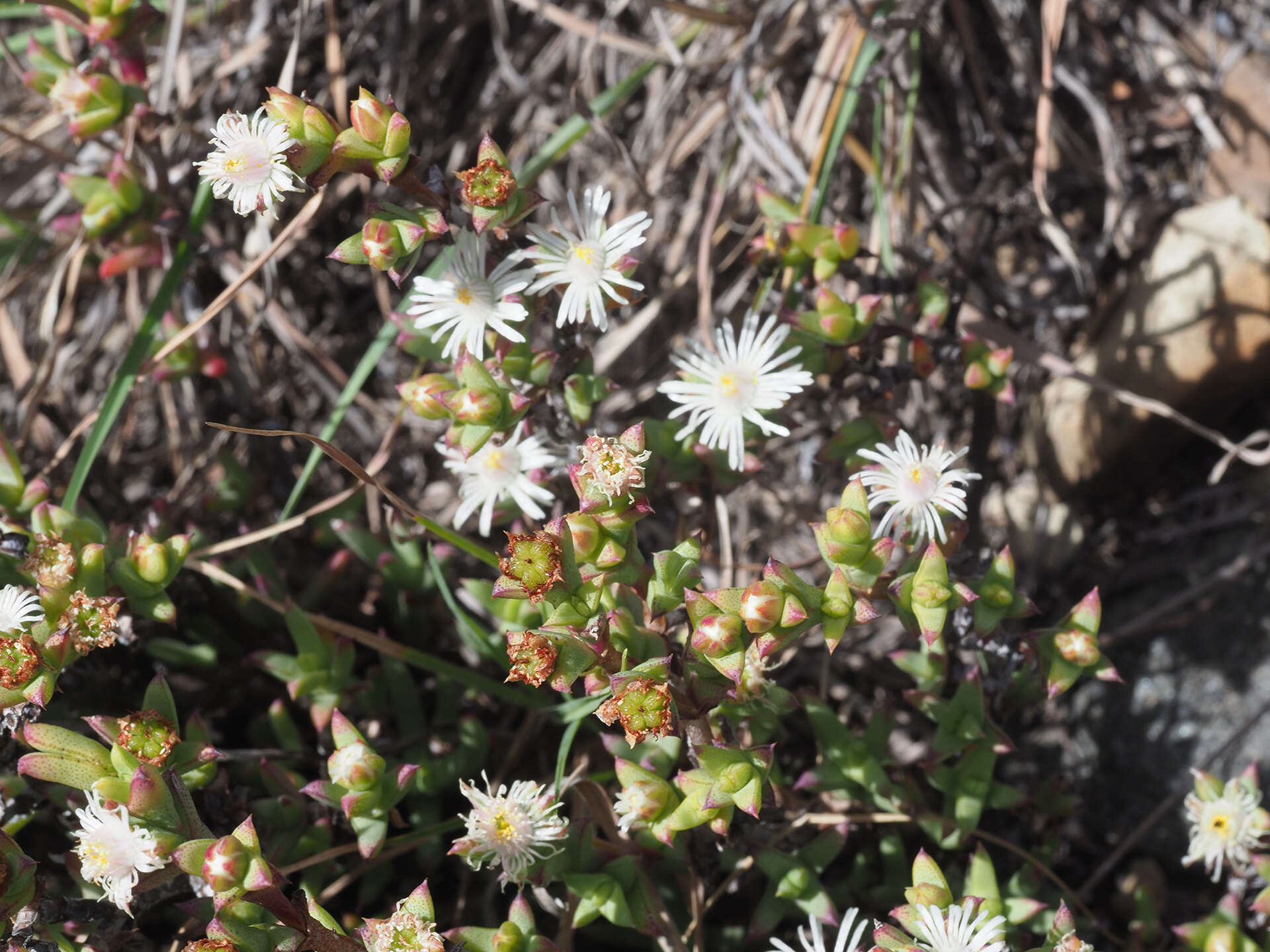 Слика од Ruschia complanata L. Bol.