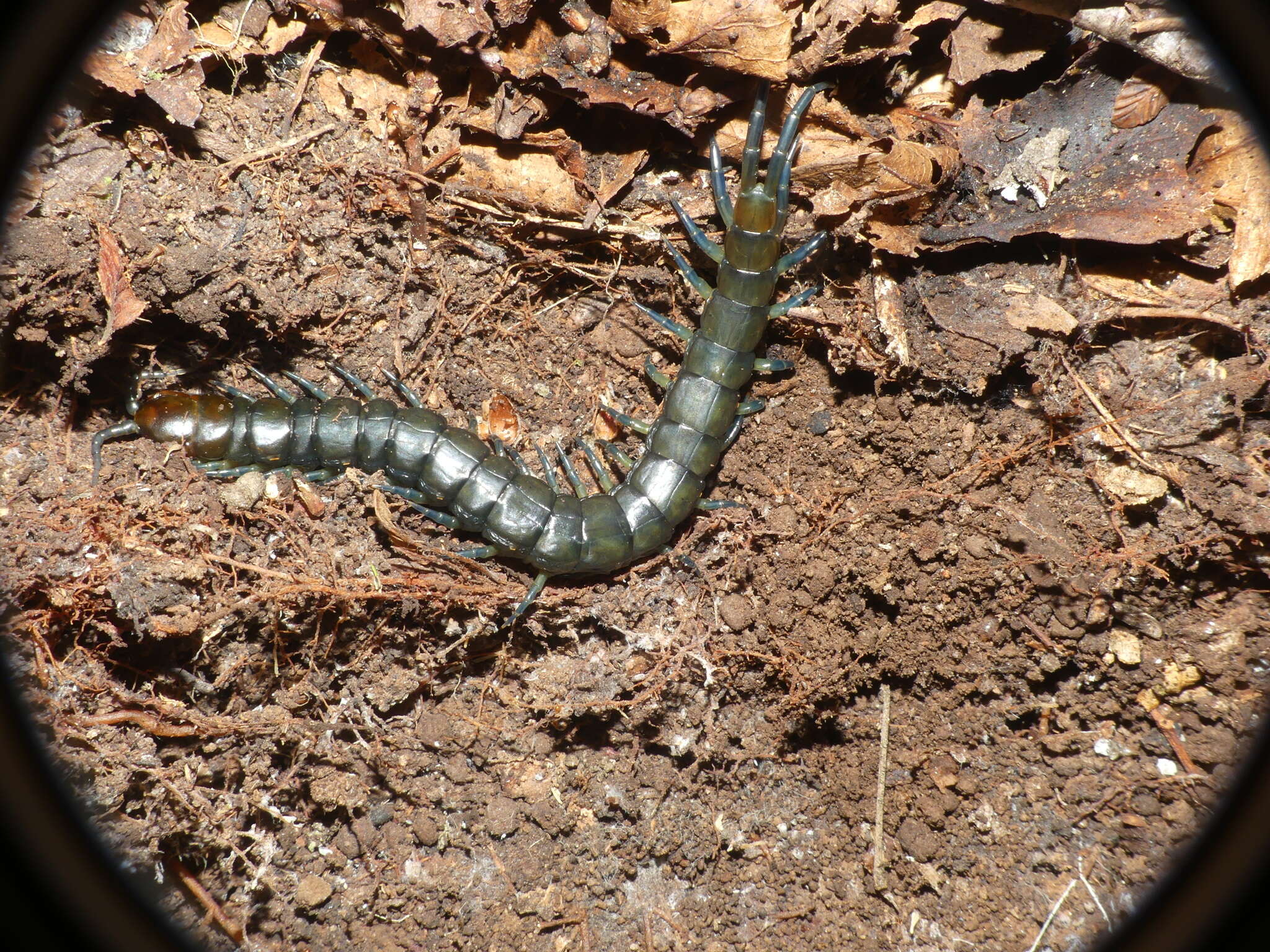 Akymnopellis chilensis (Gervais 1847) resmi