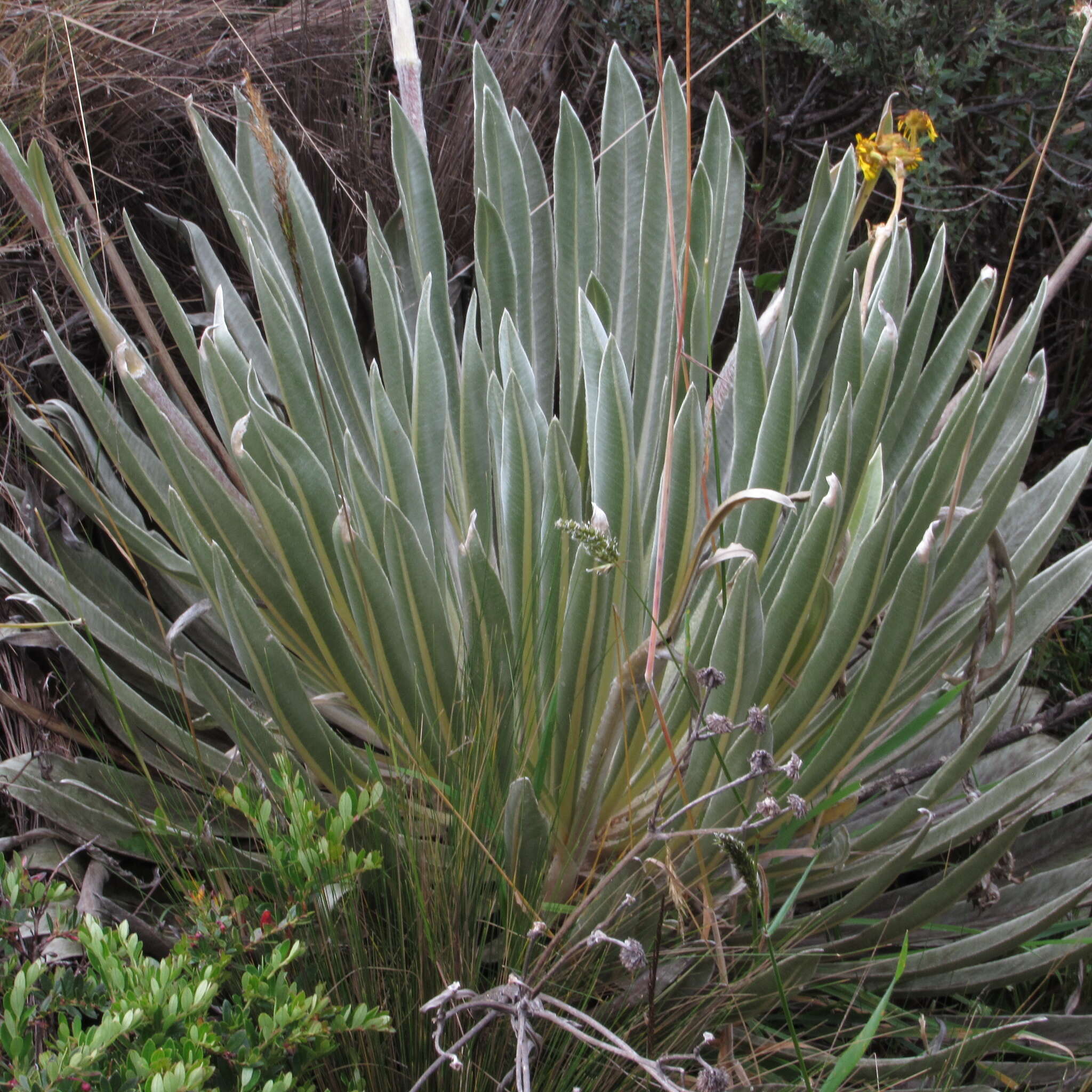 Слика од Espeletia boyacensis Cuatrec.