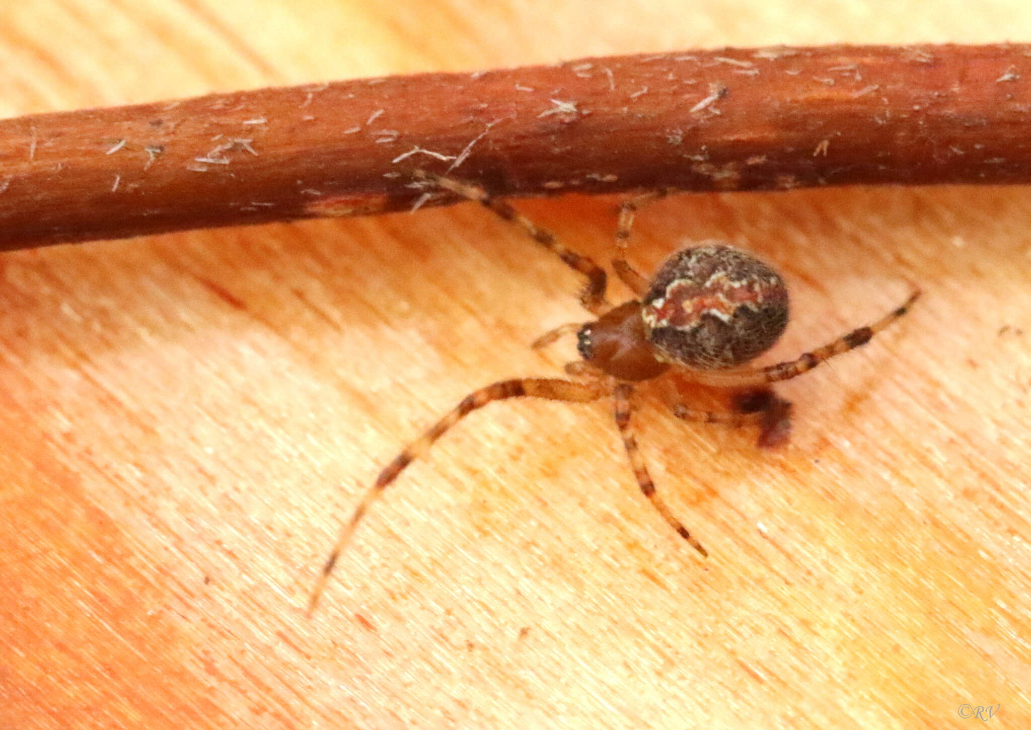 Image of Theridion pinastri L. Koch 1872