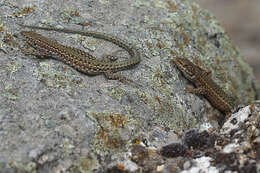 Image of Podarcis guadarramae guadarramae (Boscá 1916)