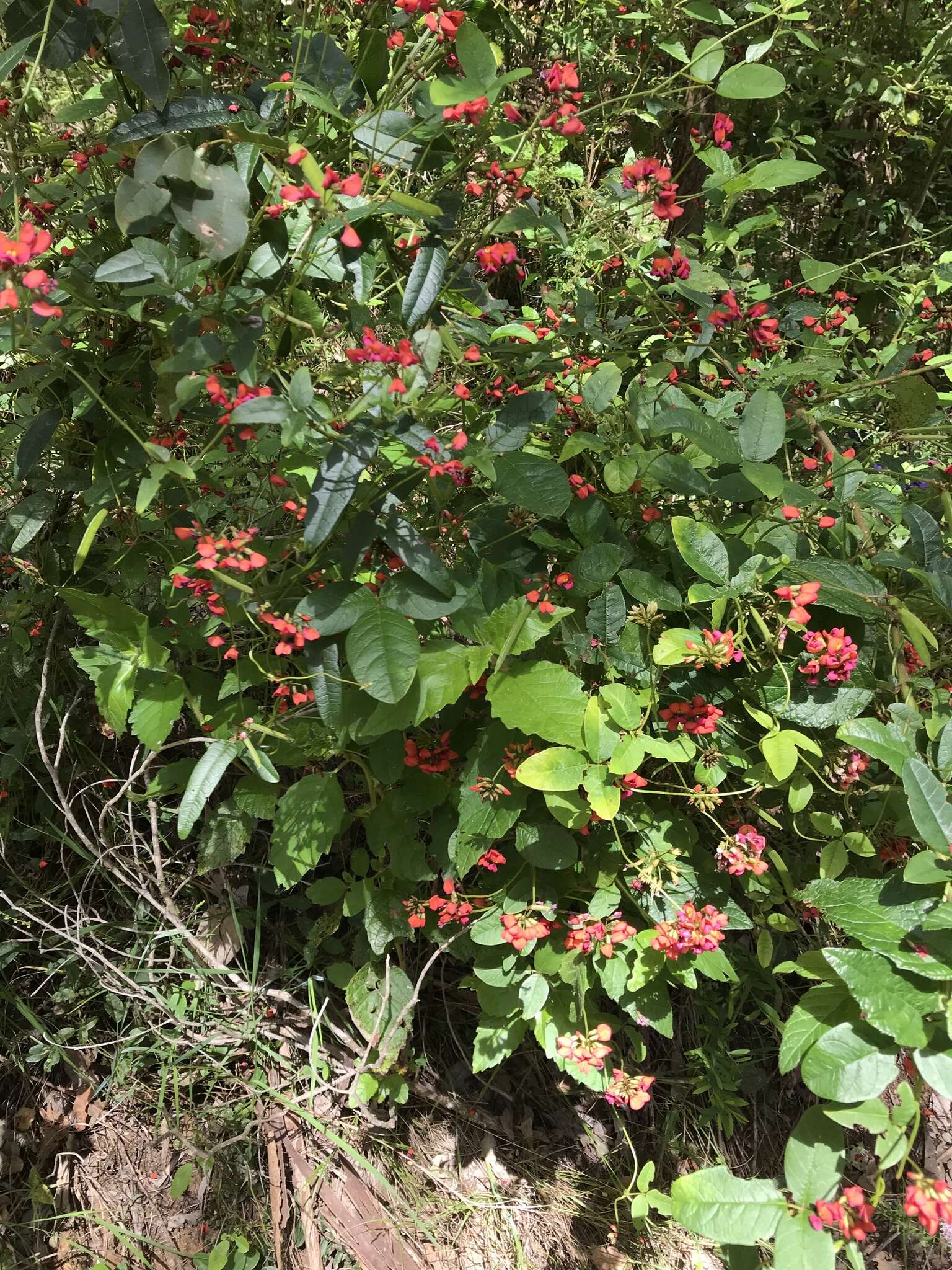 Image of Kennedia coccinea Vent.