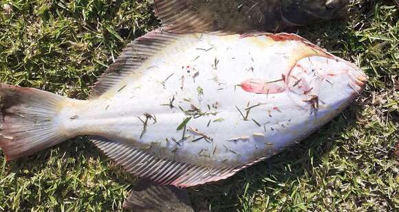 Image of Yellowbelly flounder