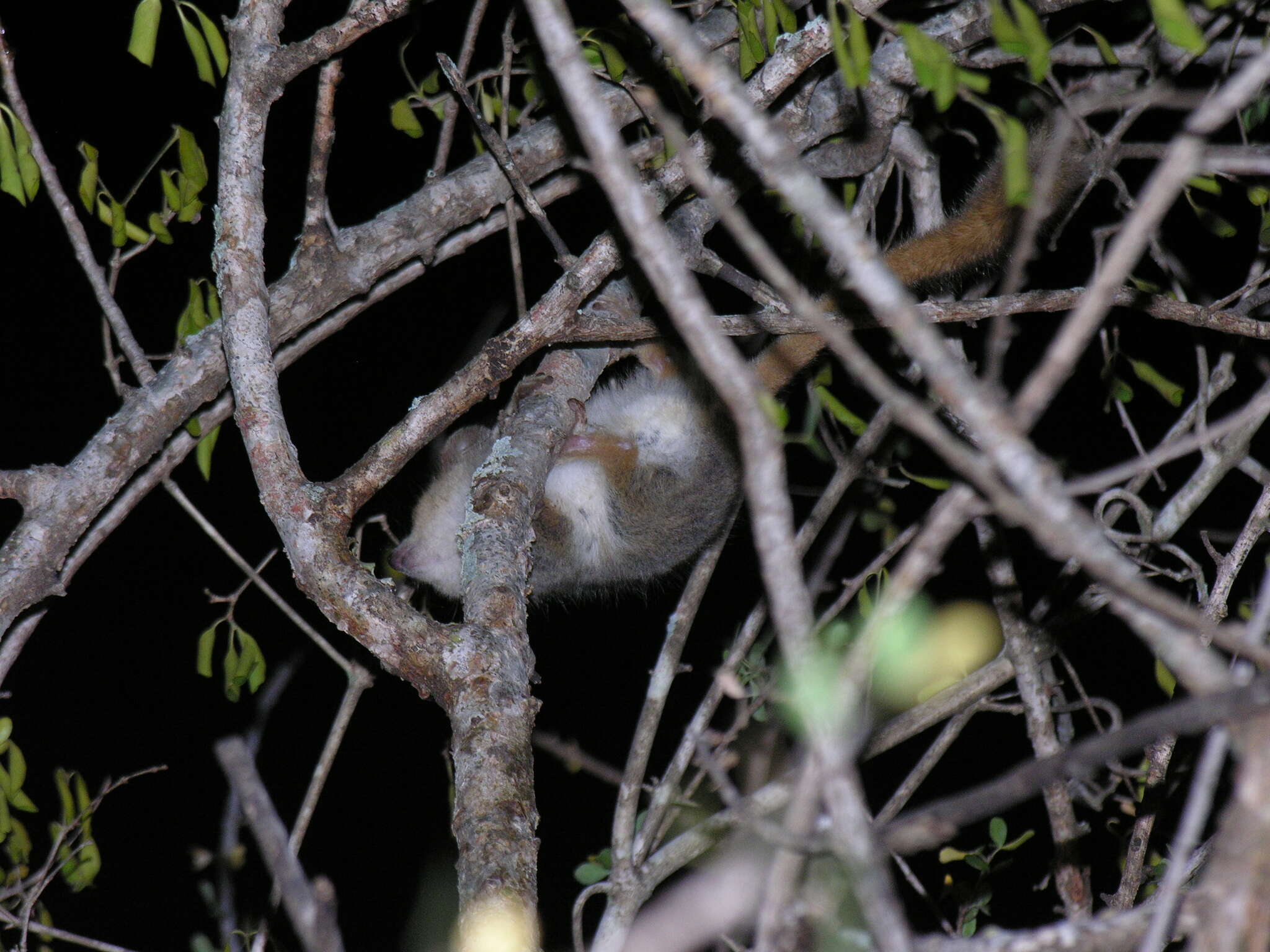 Image of Gray-brown Mouse Lemur