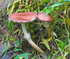 Image of Stropharia rugosoannulata Farl. ex Murrill 1922