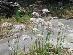 صورة Allium keeverae