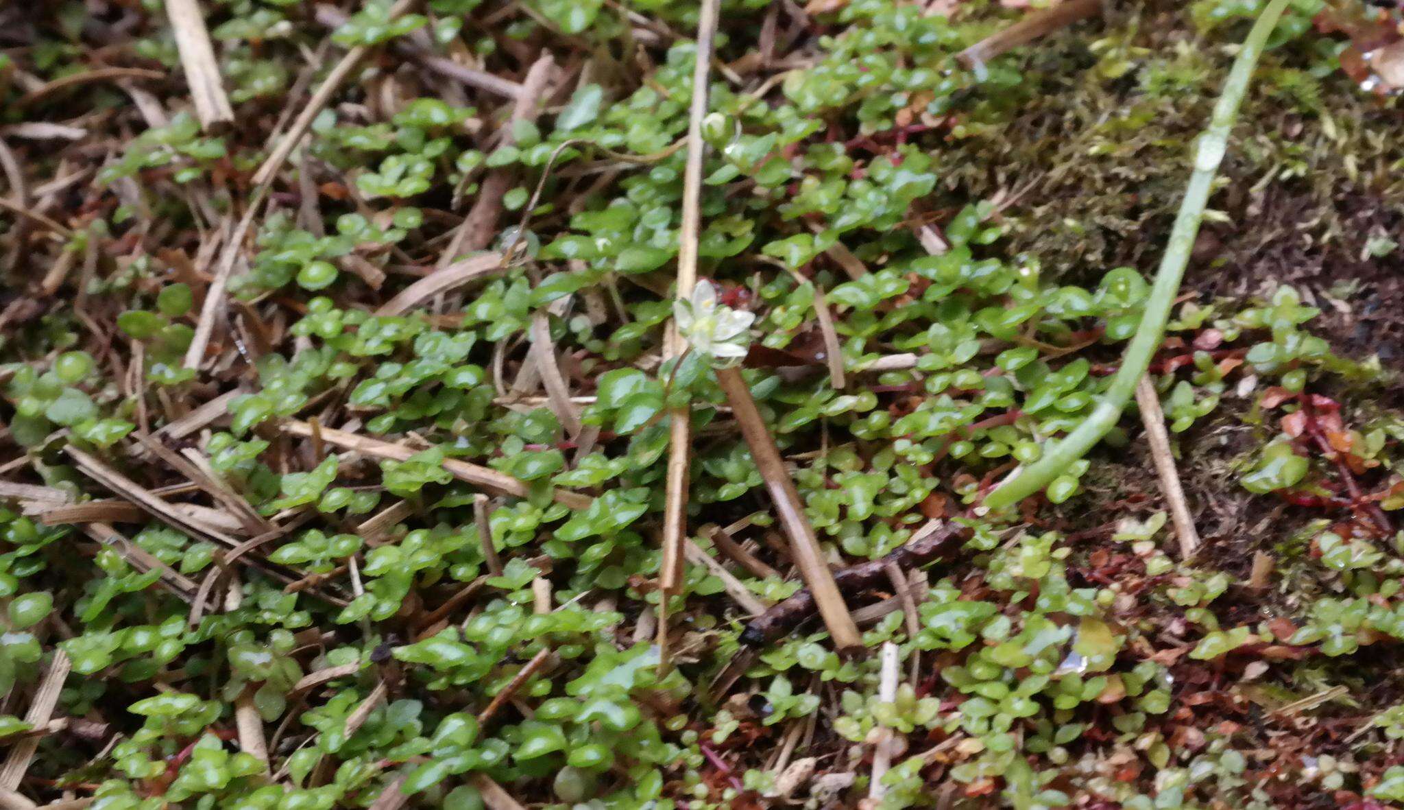 Image of Crassula papillosa Schönl. & Baker fil.