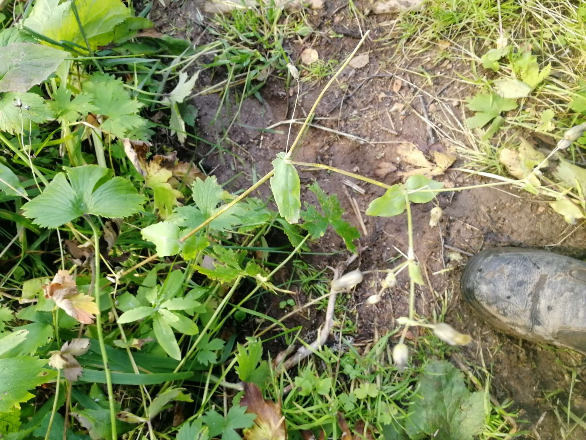 Image of Cerastium davuricum Fischer