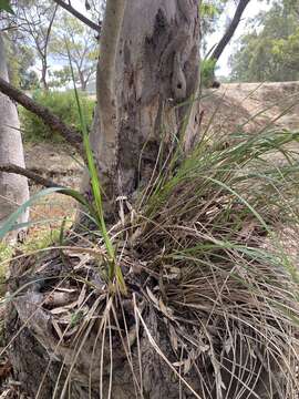 Image of Dianella brevicaulis (Ostenf.) G. W. Carr & P. F. Horsfall