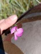 صورة Dianthus campestris M. Bieb.