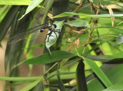 Image of Leptogomphus hongkongensis Asahina 1988