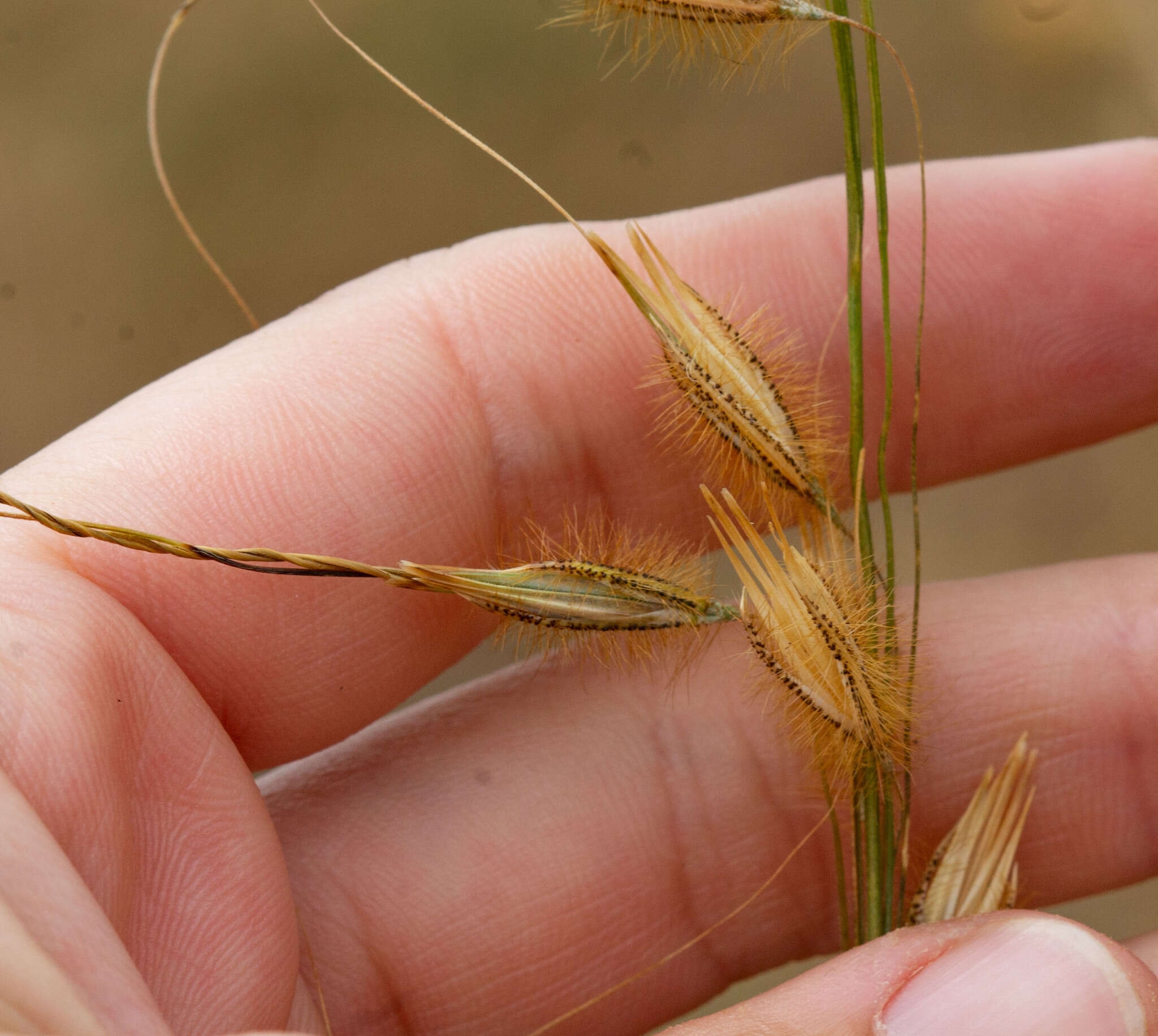 Слика од Loudetiopsis chrysothrix (Nees) Conert