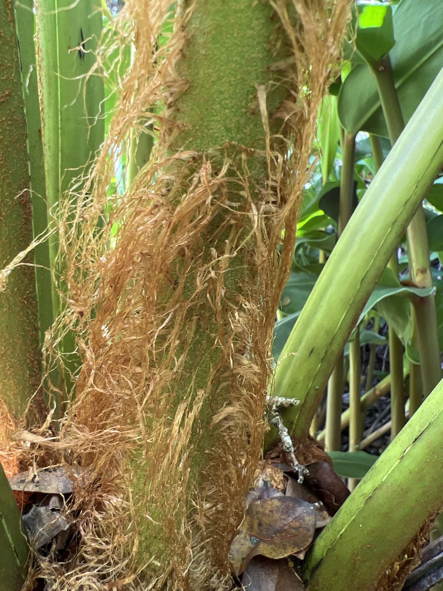 Image of Long-Leaf Plume Fern