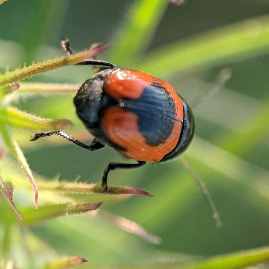 Cryptocephalus notatus Fabricius 1787 resmi