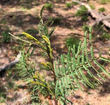 Image of Deane's wattle