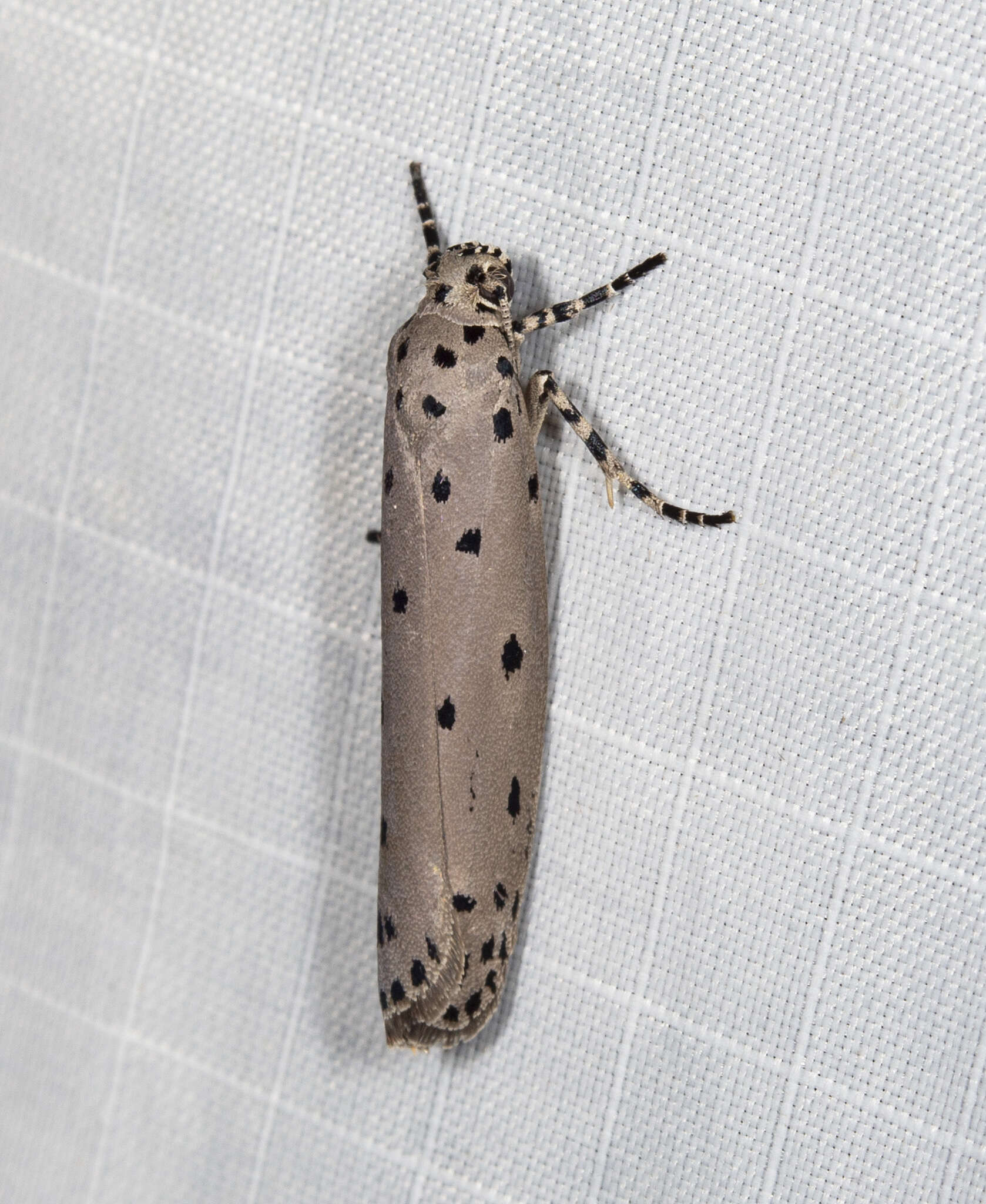 Image of Ethmia praeclara Meyrick 1910