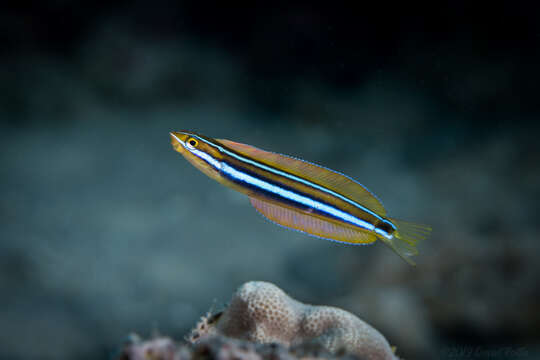 Image of Blue-stripe blenny