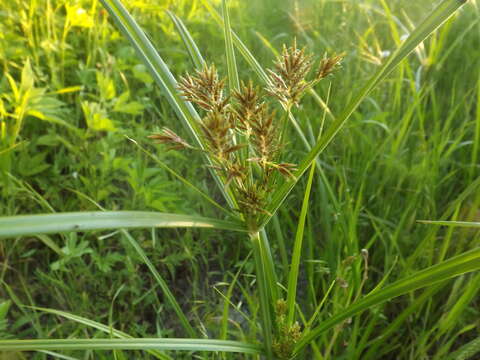 صورة Cyperus setigerus Torr. & Hook.