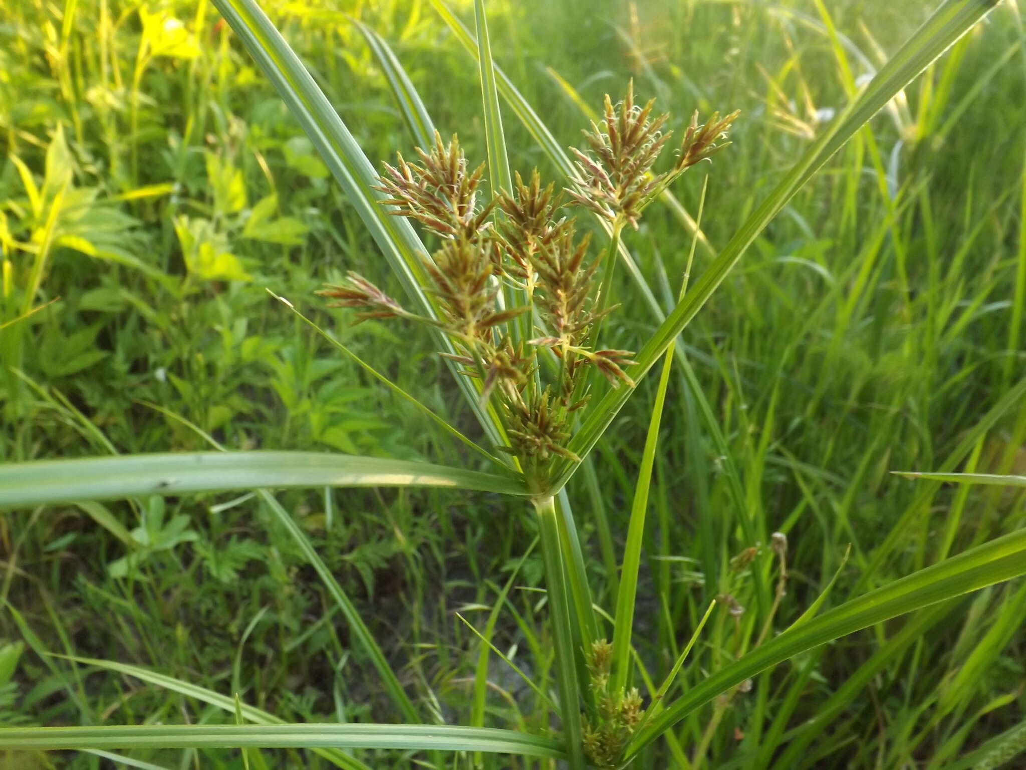 Image of Lean Flat Sedge