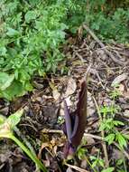 Arum elongatum Steven的圖片