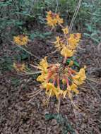 Image of orange azalea