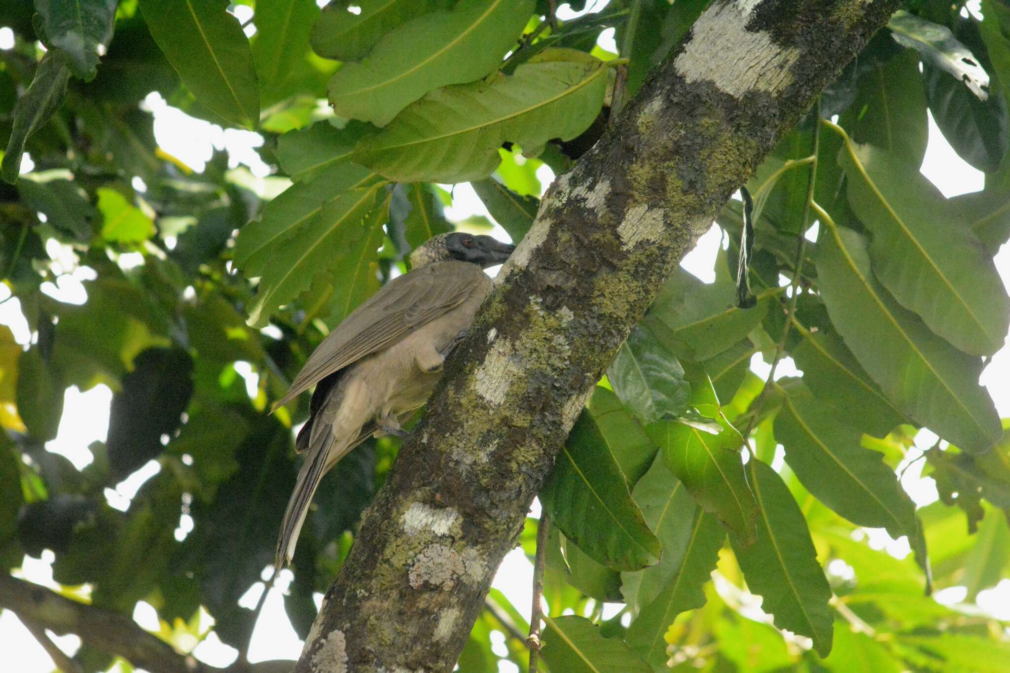 Philemon buceroides (Swainson 1838)的圖片