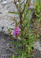 Image of Purple Loosestrife