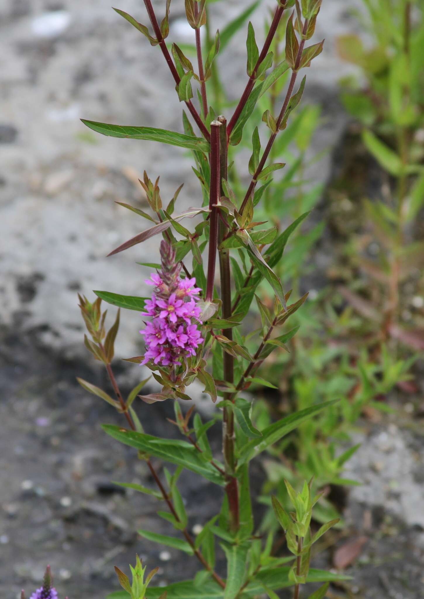 Image of Purple Loosestrife