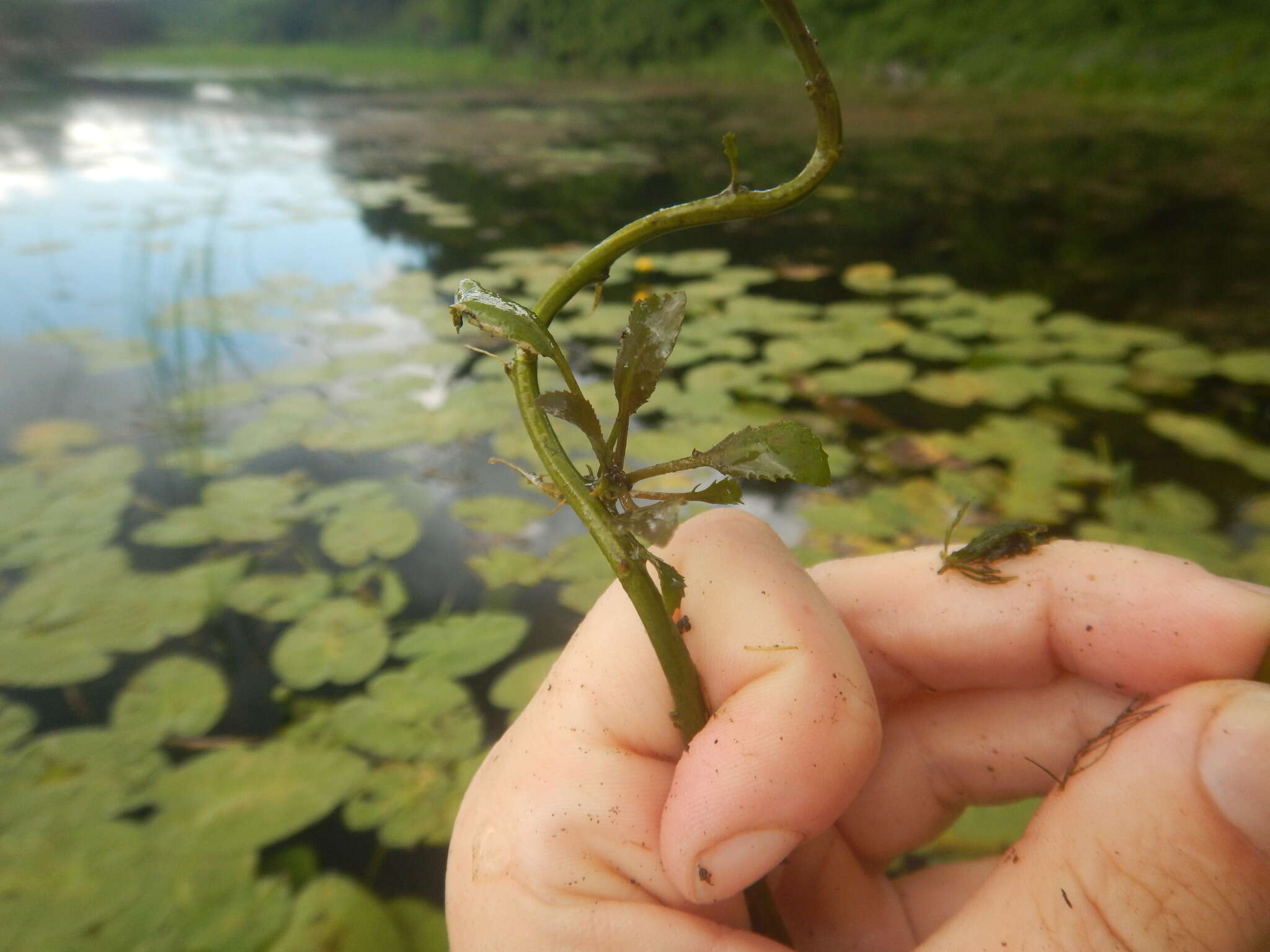 Image of Lakecress