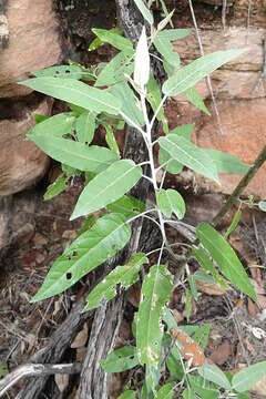 Astrotricha latifolia Benth.的圖片