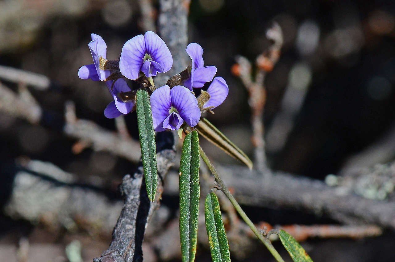 Слика од Hovea heterophylla Hook. fil.