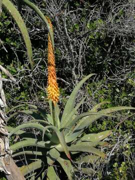 Image of Uitenbage aloe