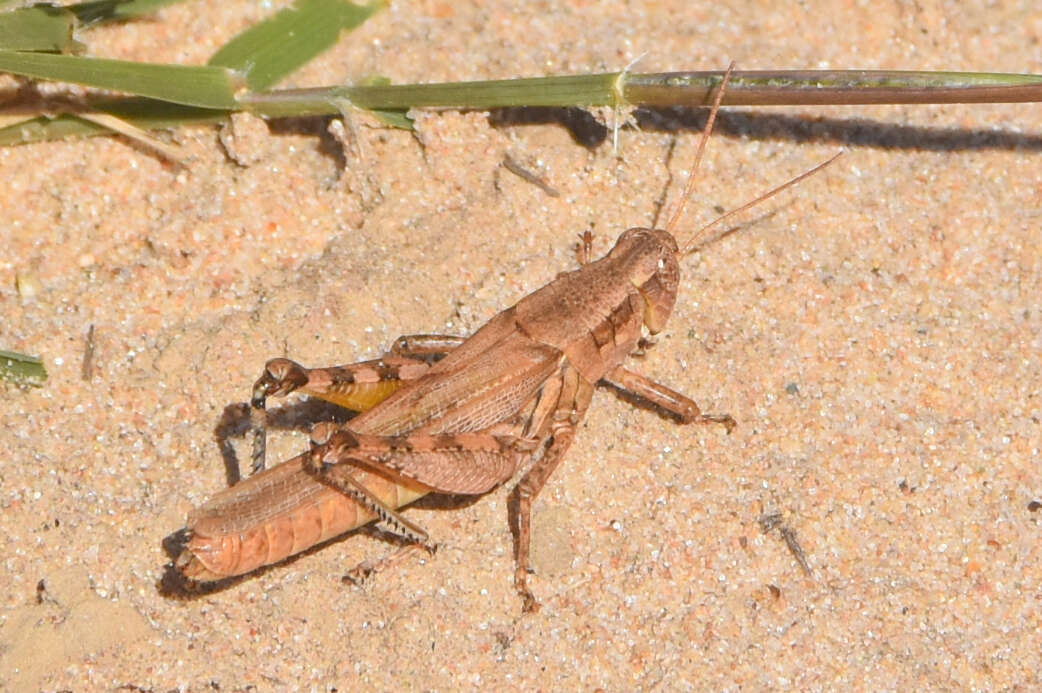 Слика од Melanoplus foedus fluviatilis Bruner & L. 1897