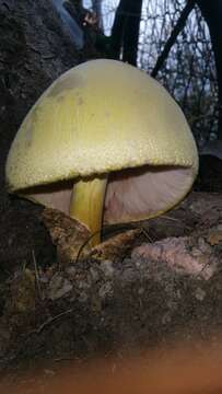 Image of Volvariella bombycina (Schaeff.) Singer 1951