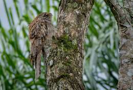 Image of Long-tailed Potoo